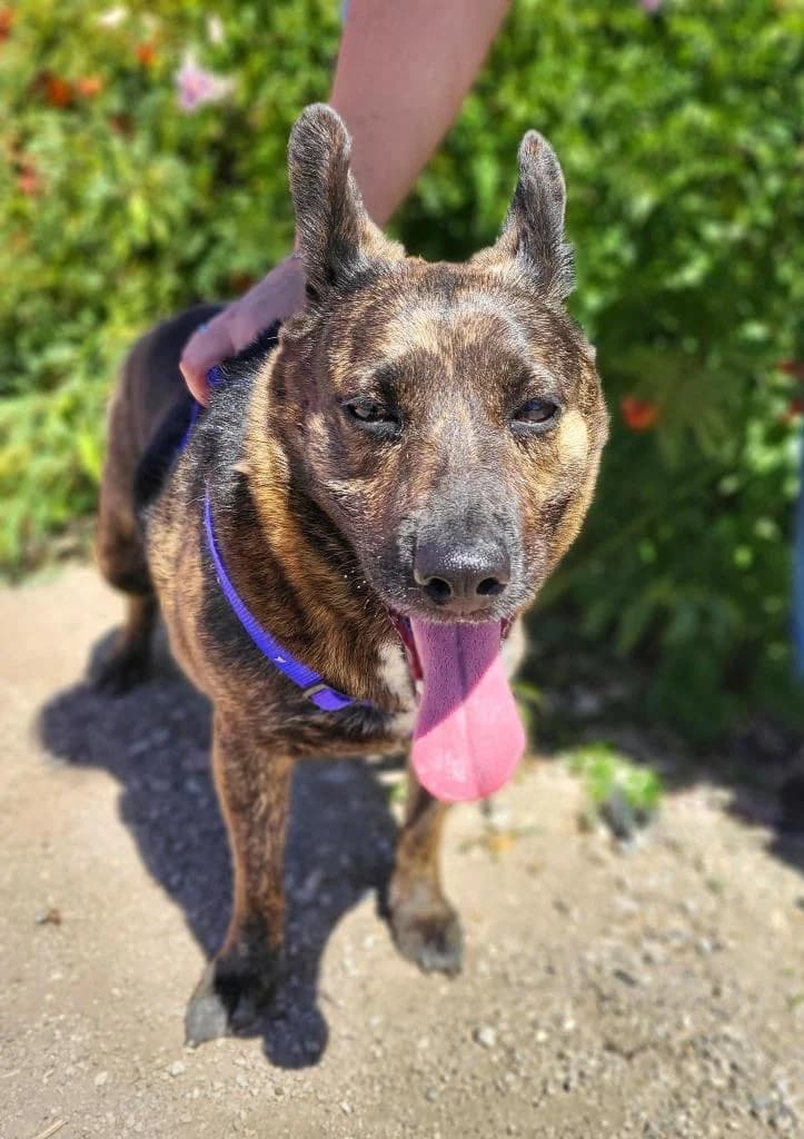 PETIFYC10304 photo 3