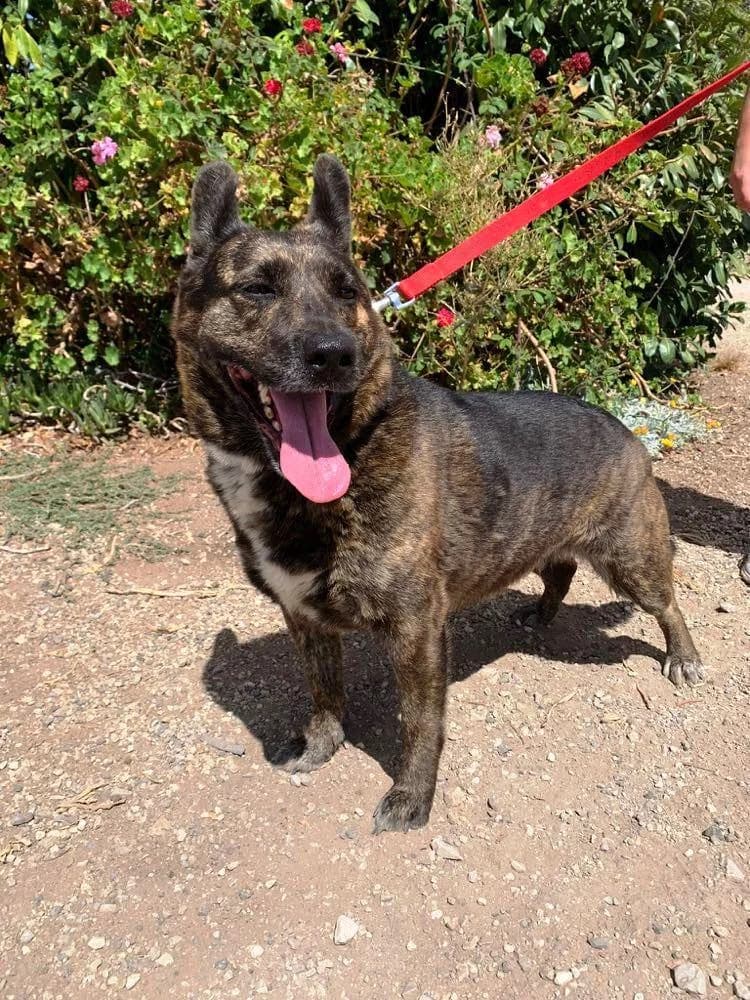 PETIFYC10304 photo 4