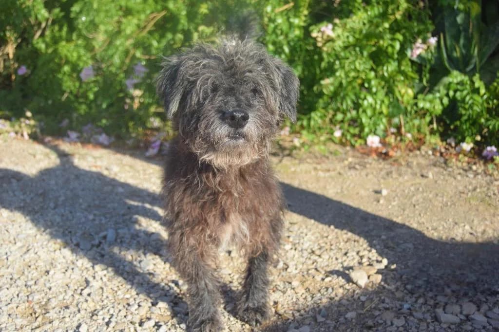 PETIFYC10305 photo 2