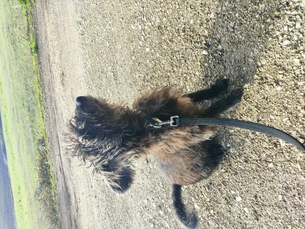 PETIFYC10305 photo 4