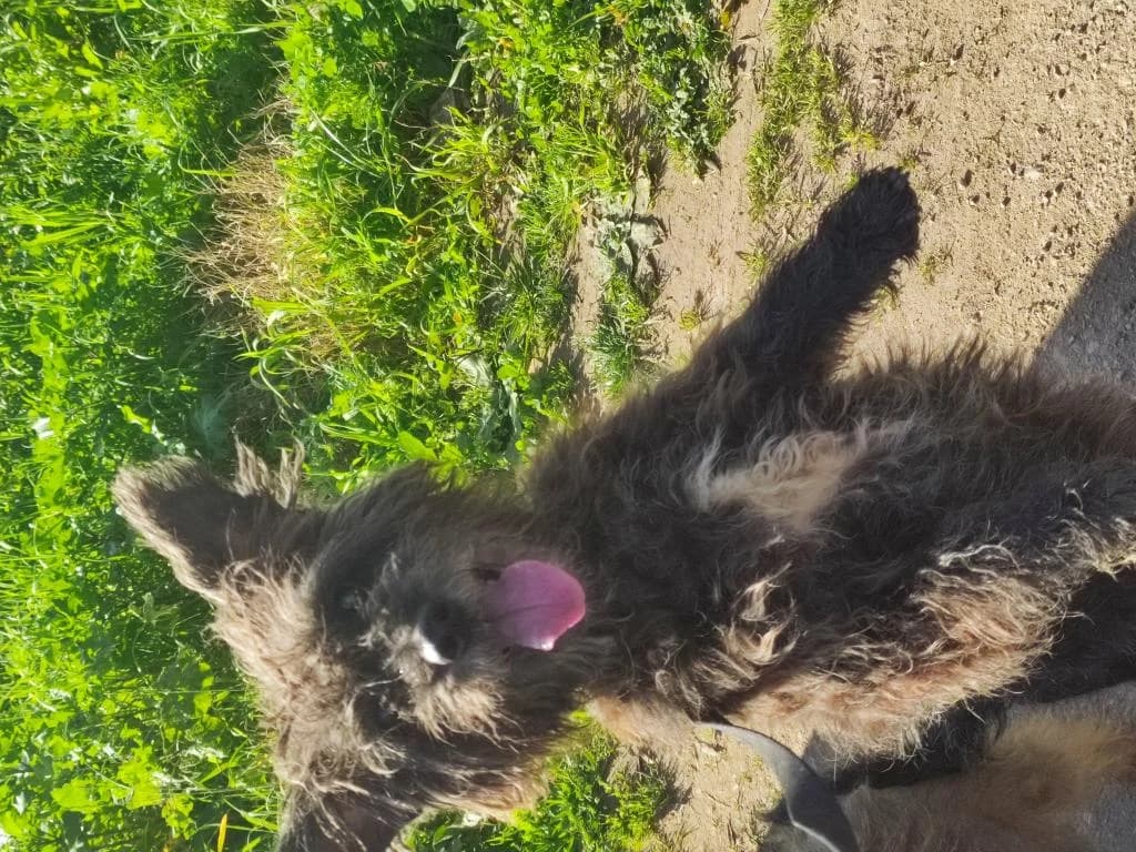 PETIFYC10305 photo 5