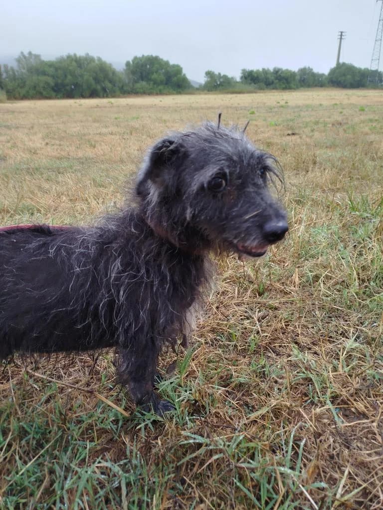 PETIFYC10305 photo 7