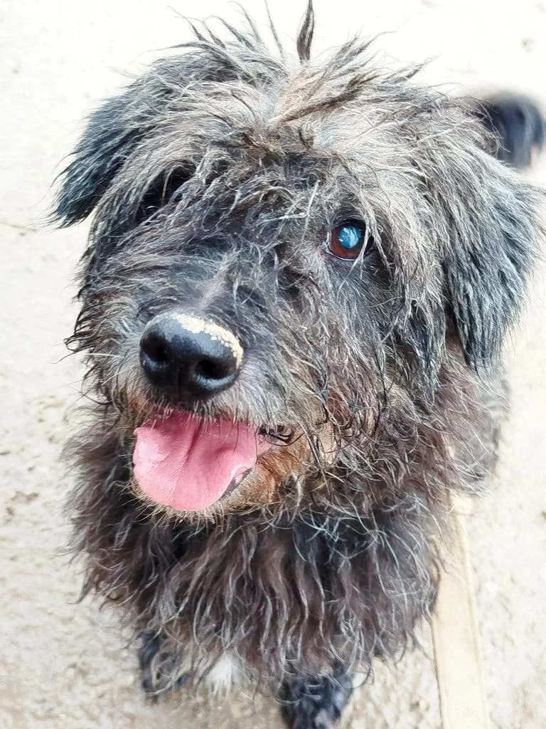 PETIFYC10305 photo 8