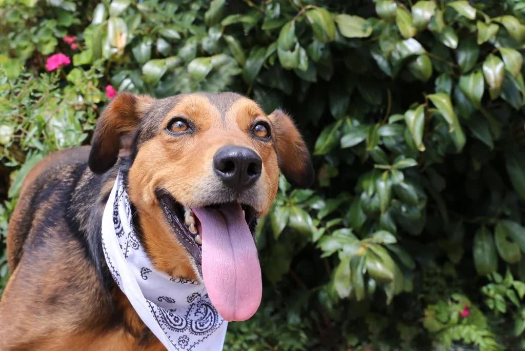 PETIFYC10306 photo 6