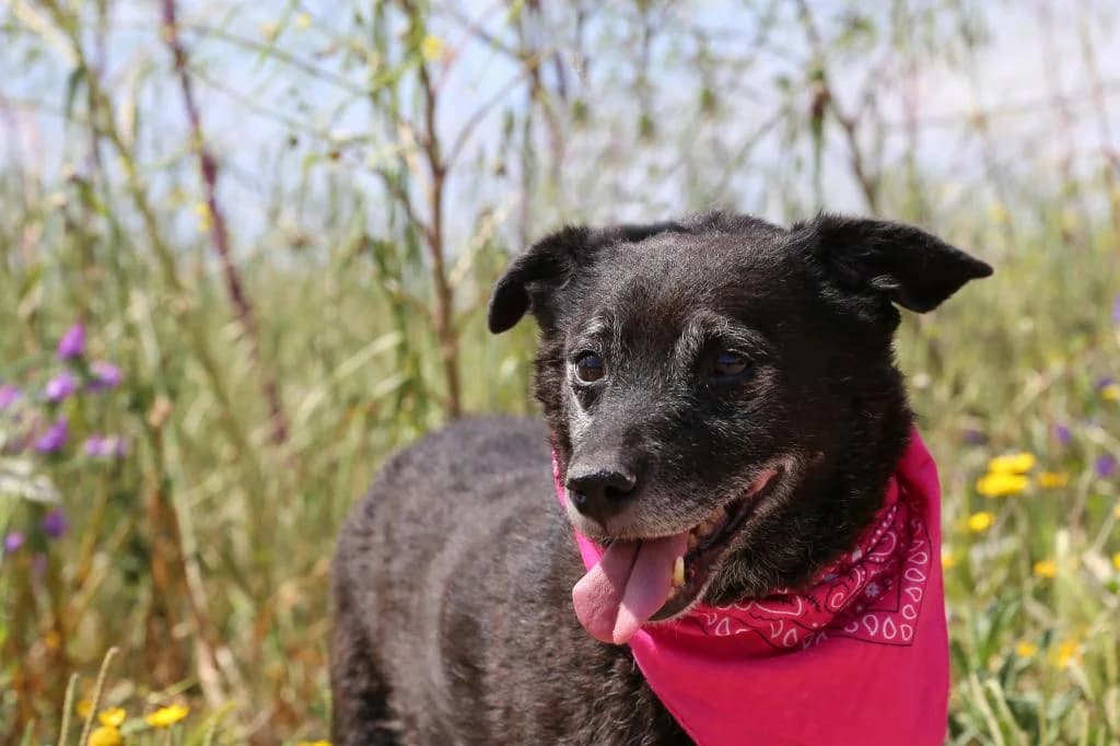 PETIFYC10307 photo 6