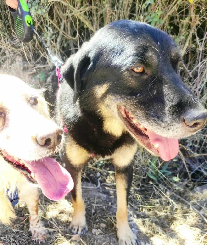 PETIFYC10308 photo 3