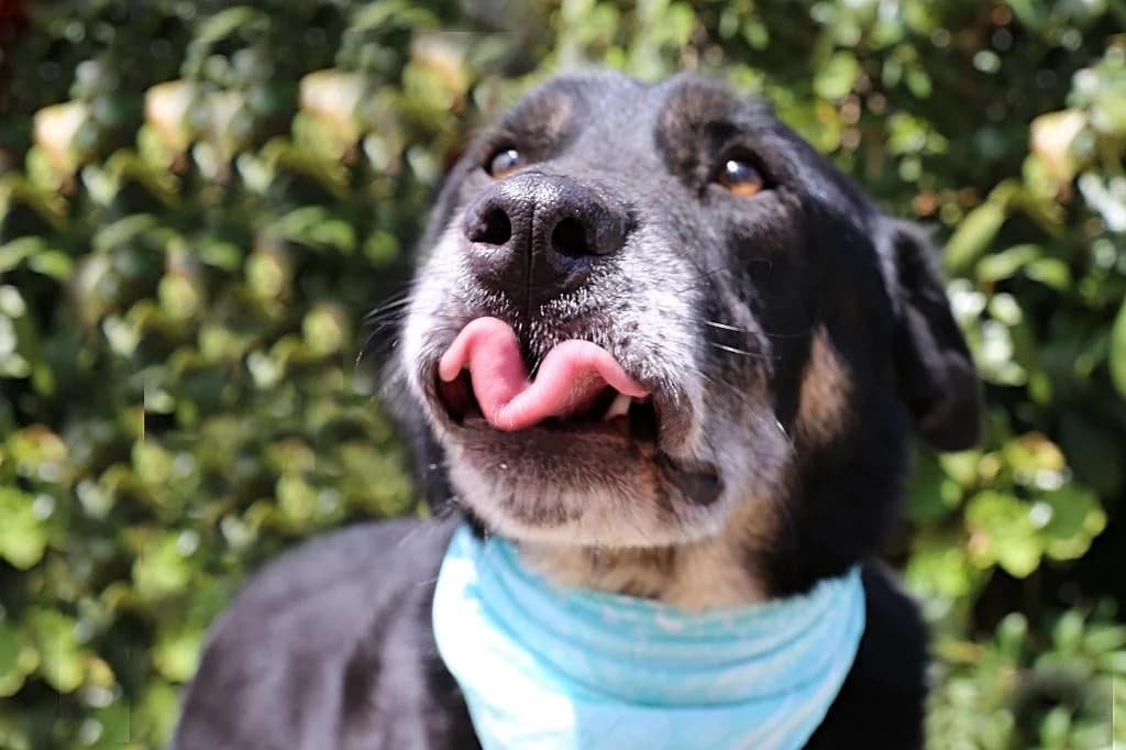 PETIFYC10308 photo 7