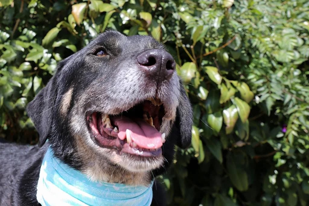 PETIFYC10308 photo 8