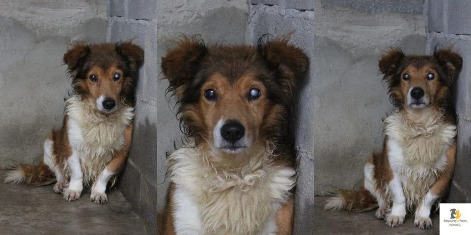 PETIFYC10325 photo 6