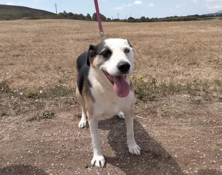 PETIFYC10326 photo 8