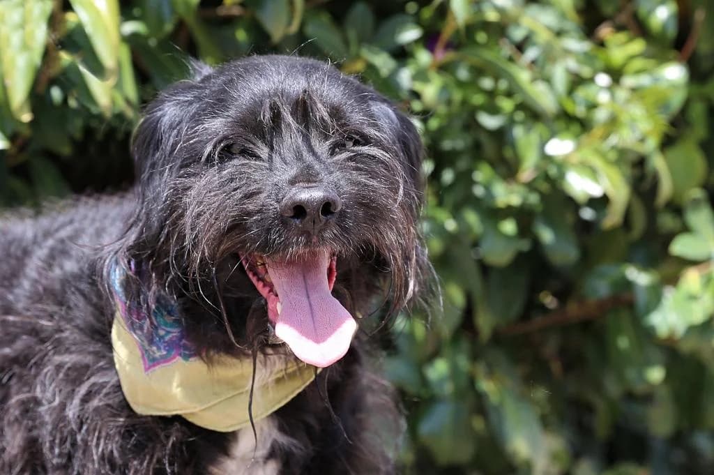 PETIFYC10327 photo 4