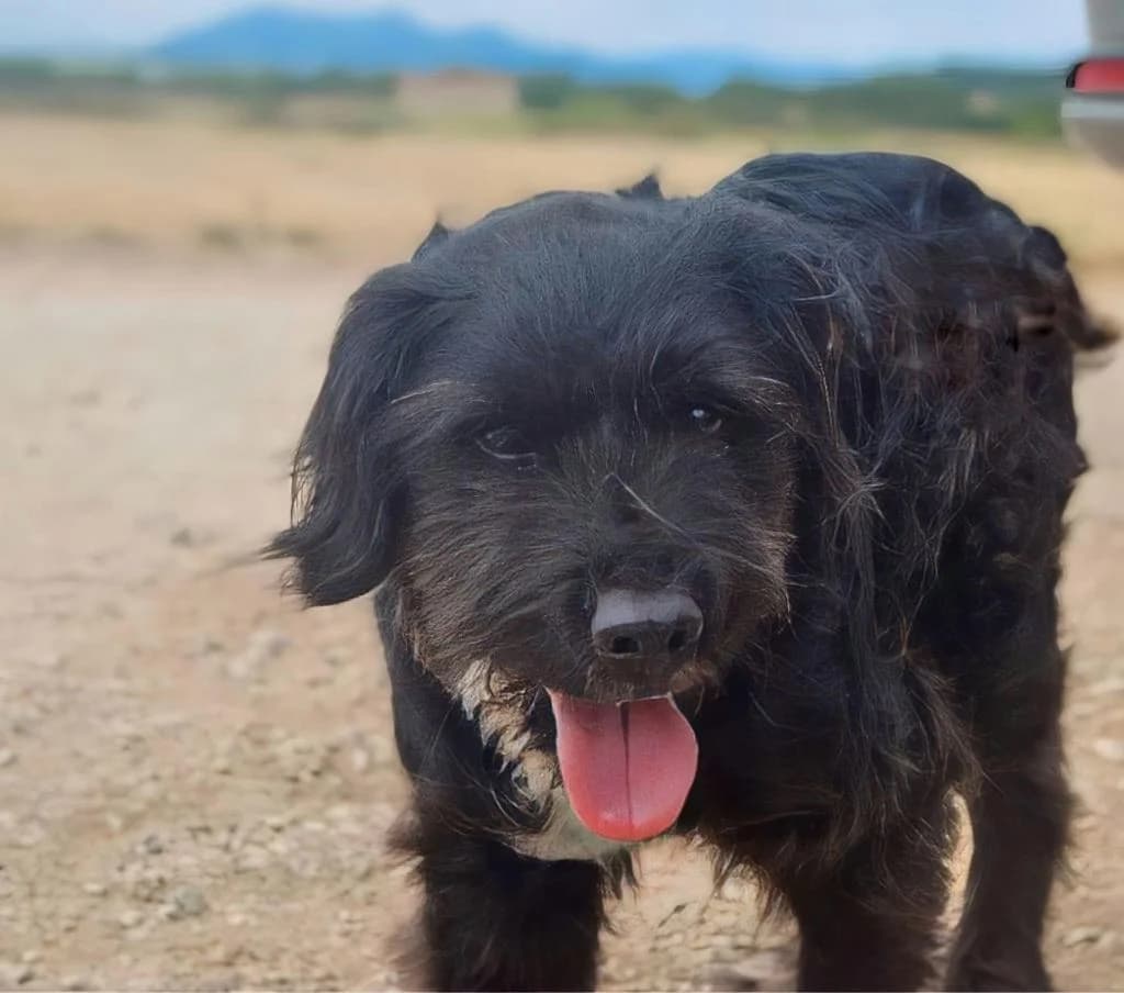 PETIFYC10327 photo 7