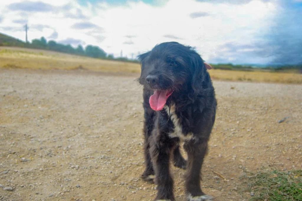 PETIFYC10327 photo 8