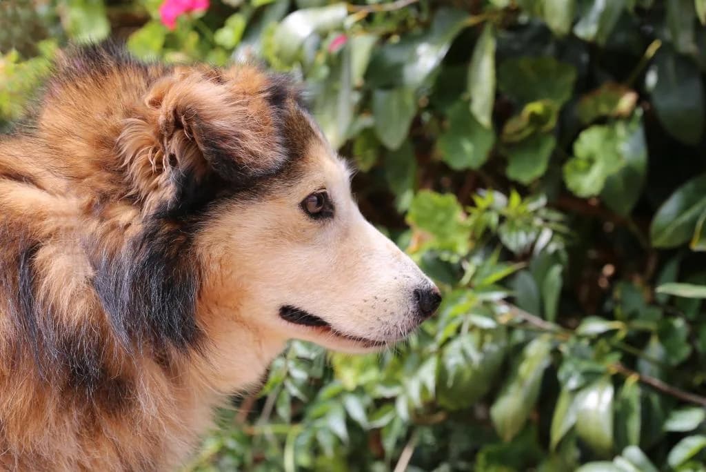 PETIFYC10329 photo 2