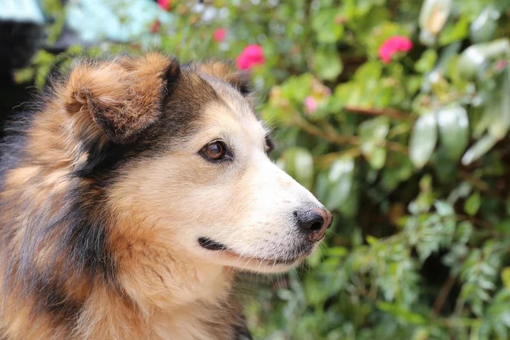 PETIFYC10329 photo 3