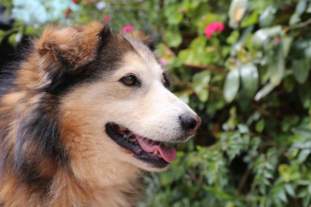 PETIFYC10329 photo 4