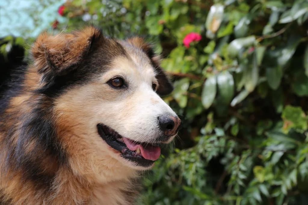 PETIFYC10329 photo 5