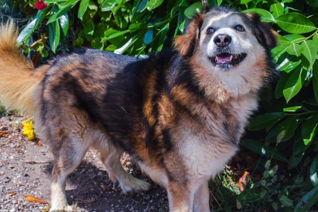 PETIFYC10329 photo 6