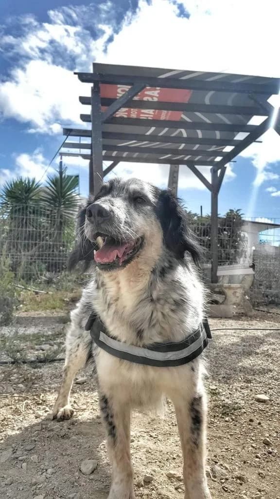 PETIFYC10332 photo 3