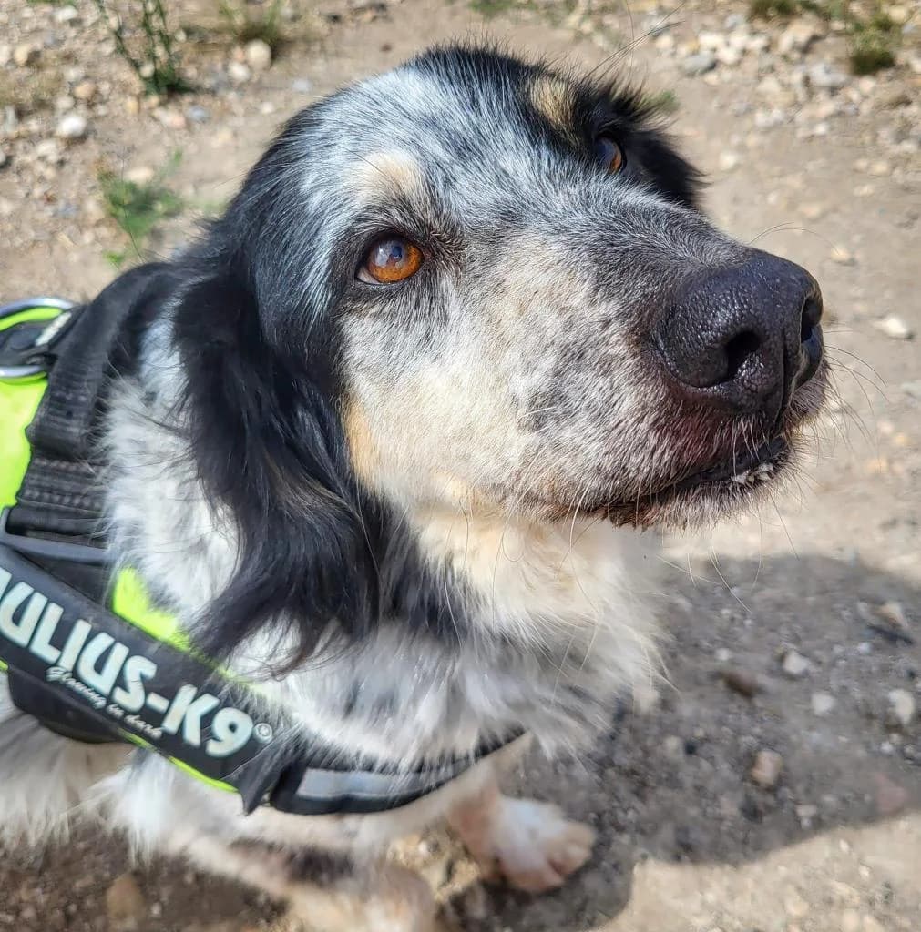 PETIFYC10332 photo 4