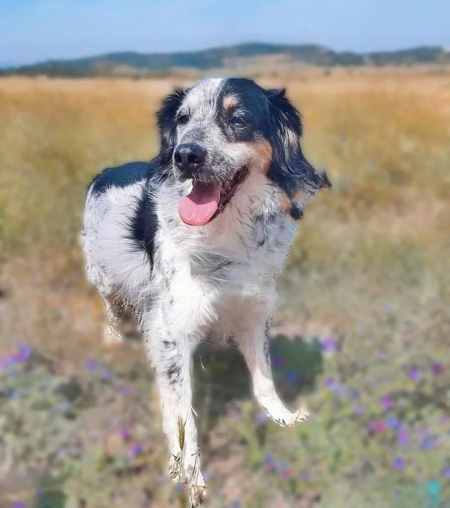 PETIFYC10332 photo 6