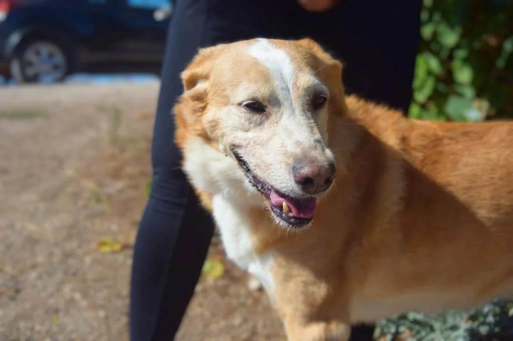 PETIFYC10333 photo 2