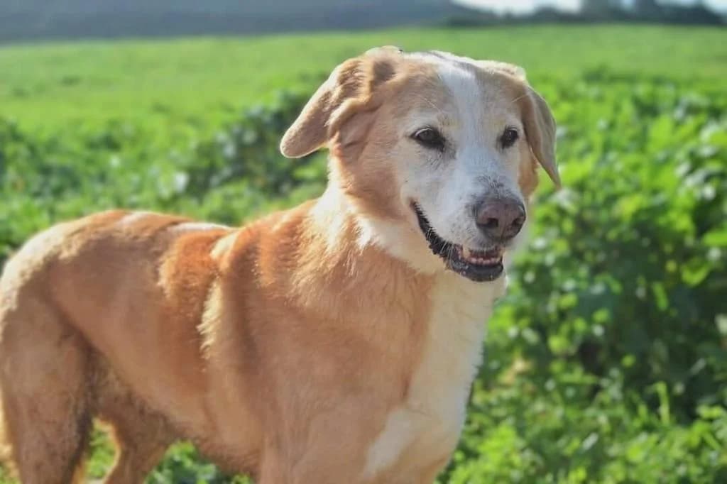 PETIFYC10333 photo 3