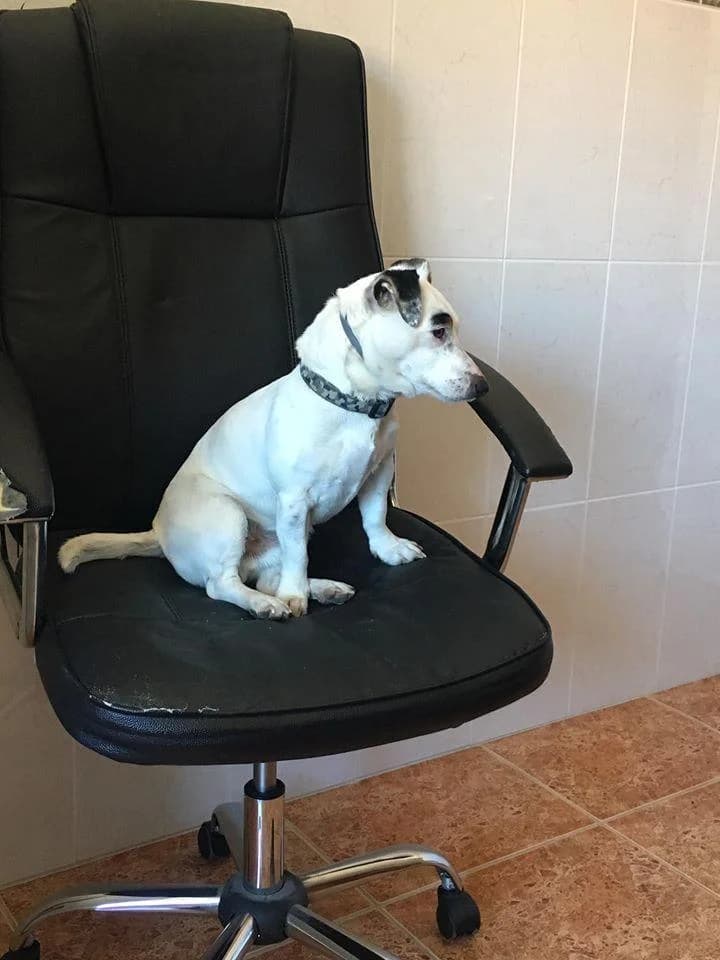 PETIFYC10333 photo 8