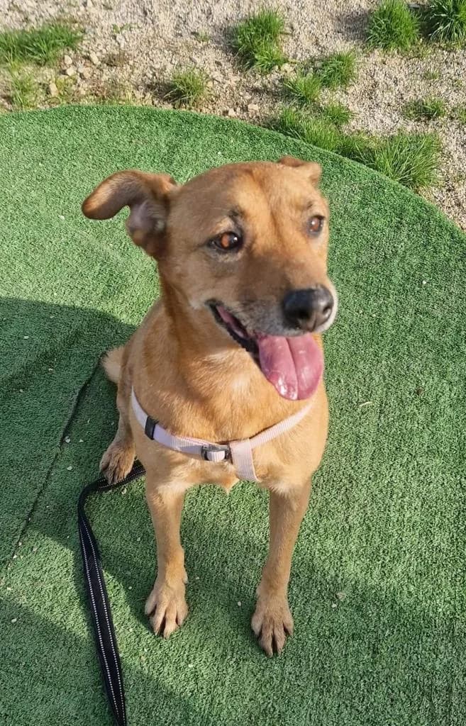 PETIFYC10334 photo 7