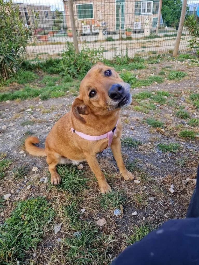 PETIFYC10334 photo 8