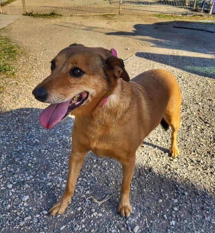 PETIFYC10335 photo 2