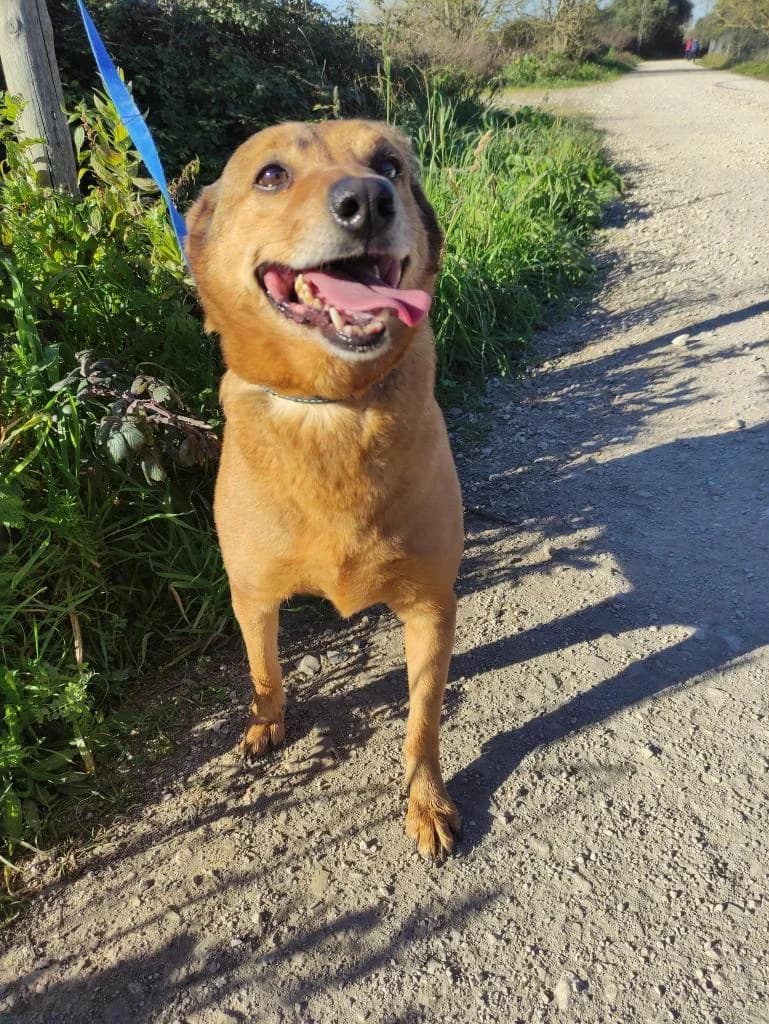 PETIFYC10335 photo 4