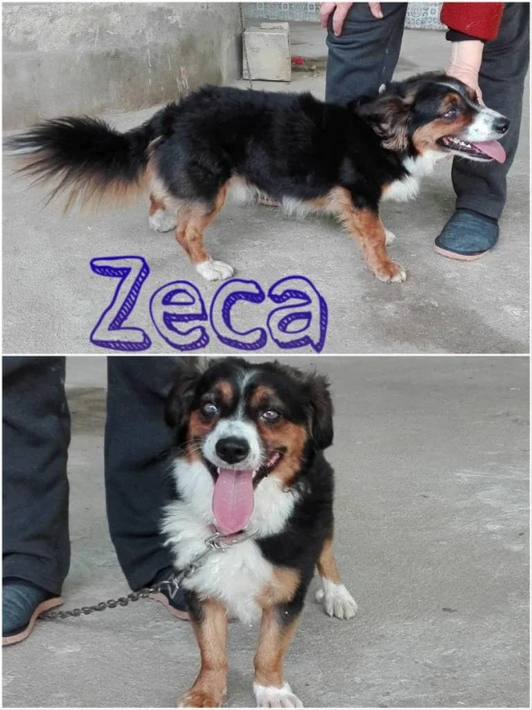 PETIFYC10336 photo 7