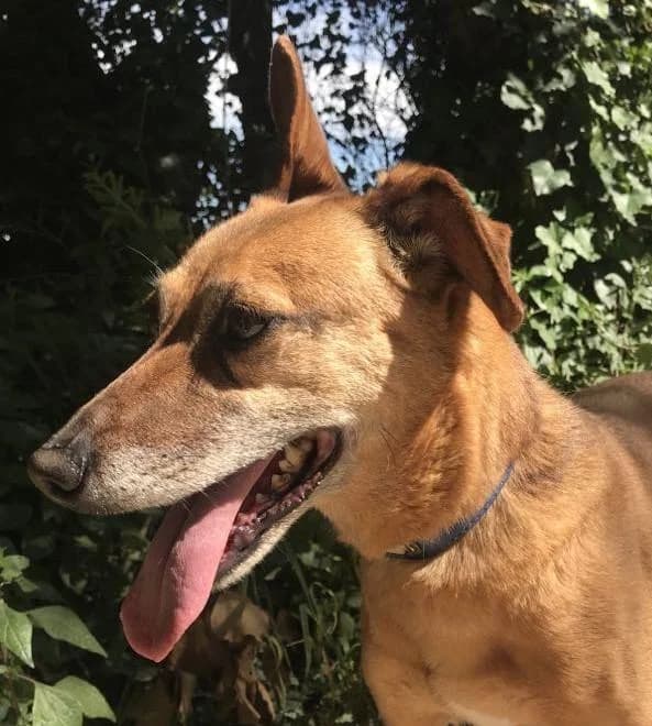 PETIFYC10337 photo 3