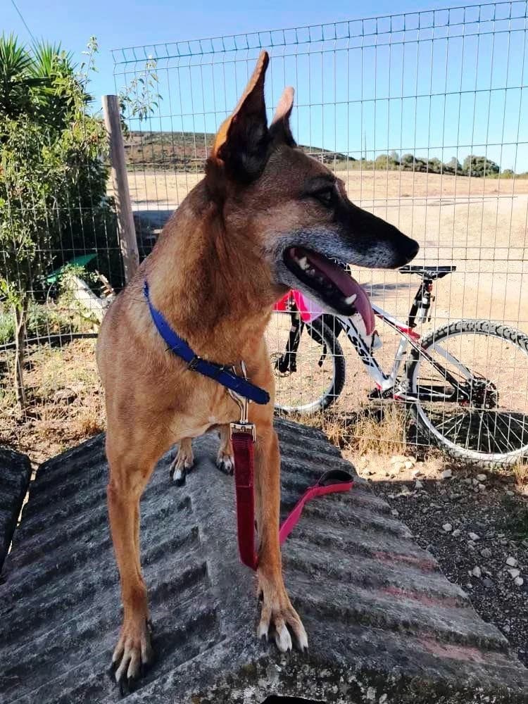 PETIFYC10337 photo 6