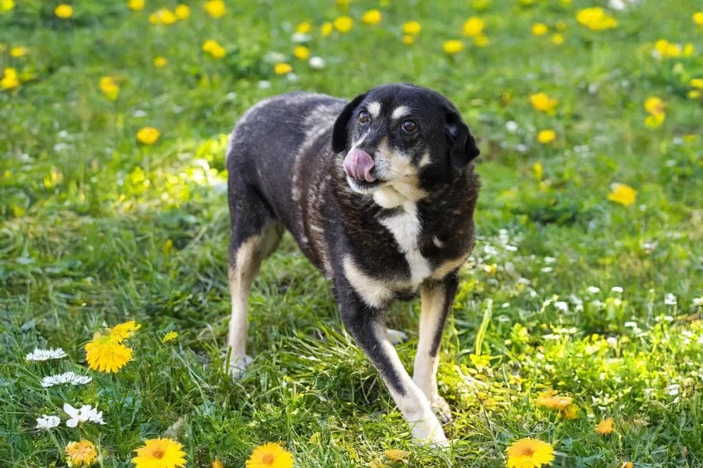 PETIFYC10338 photo 8