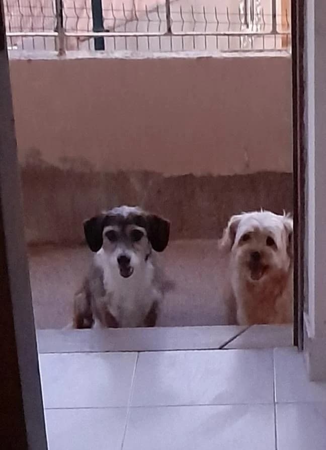 PETIFYC10339 photo 8