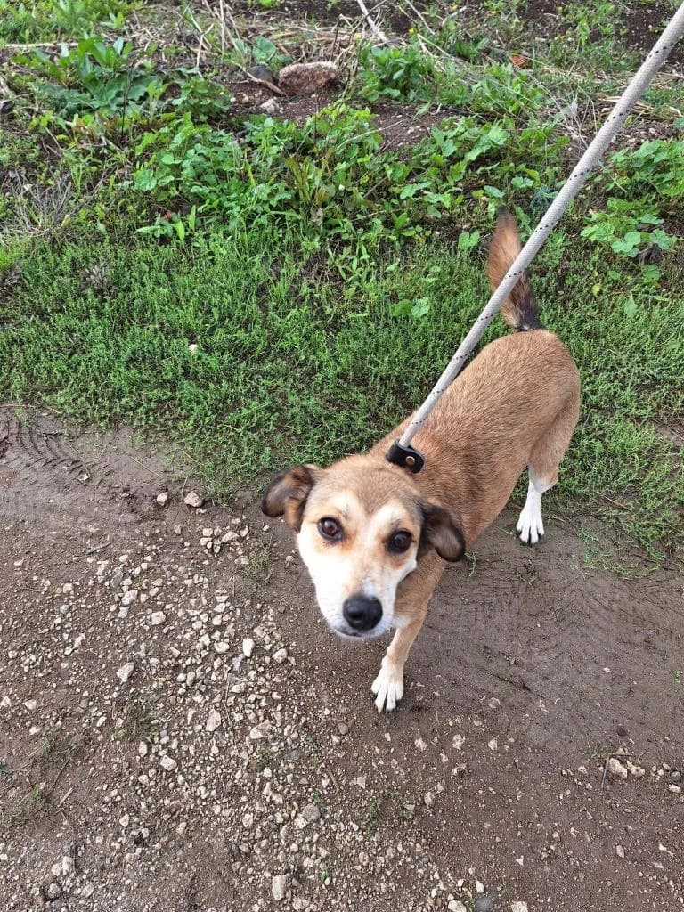 PETIFYC10340 photo 2