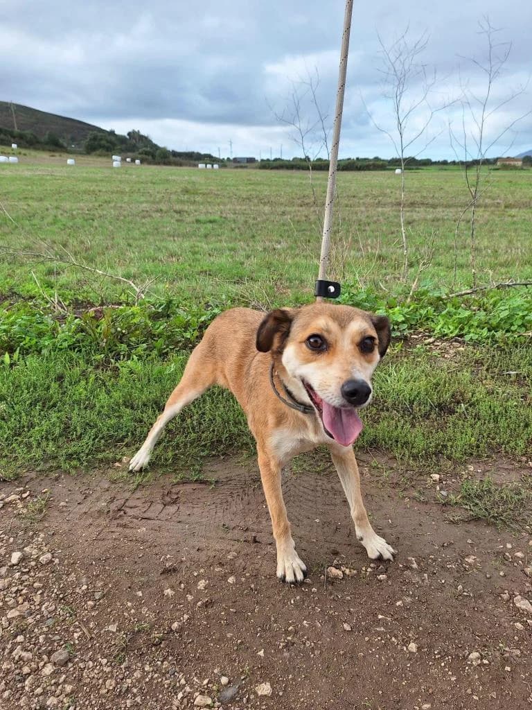 PETIFYC10340 photo 3