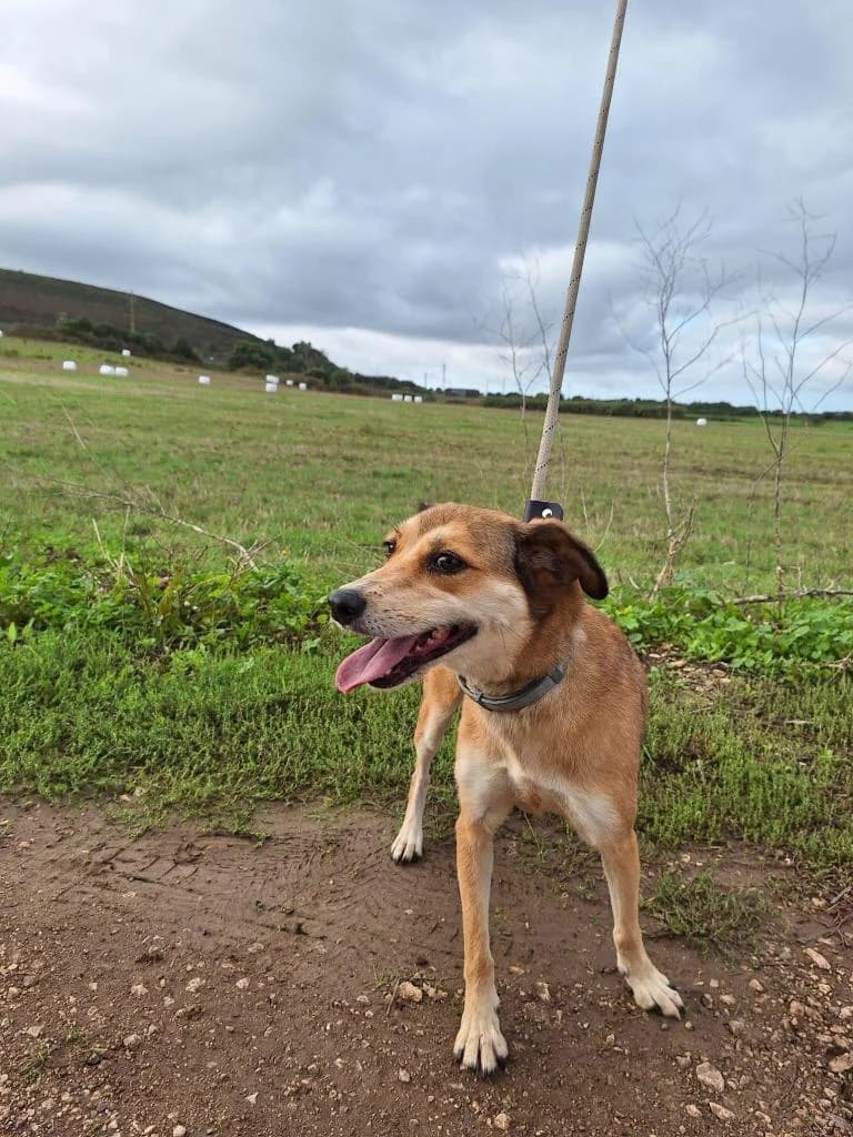 PETIFYC10340 photo 4