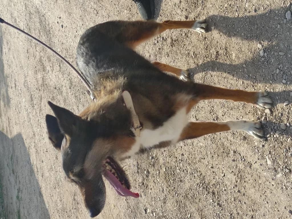 PETIFYC10341 photo 2