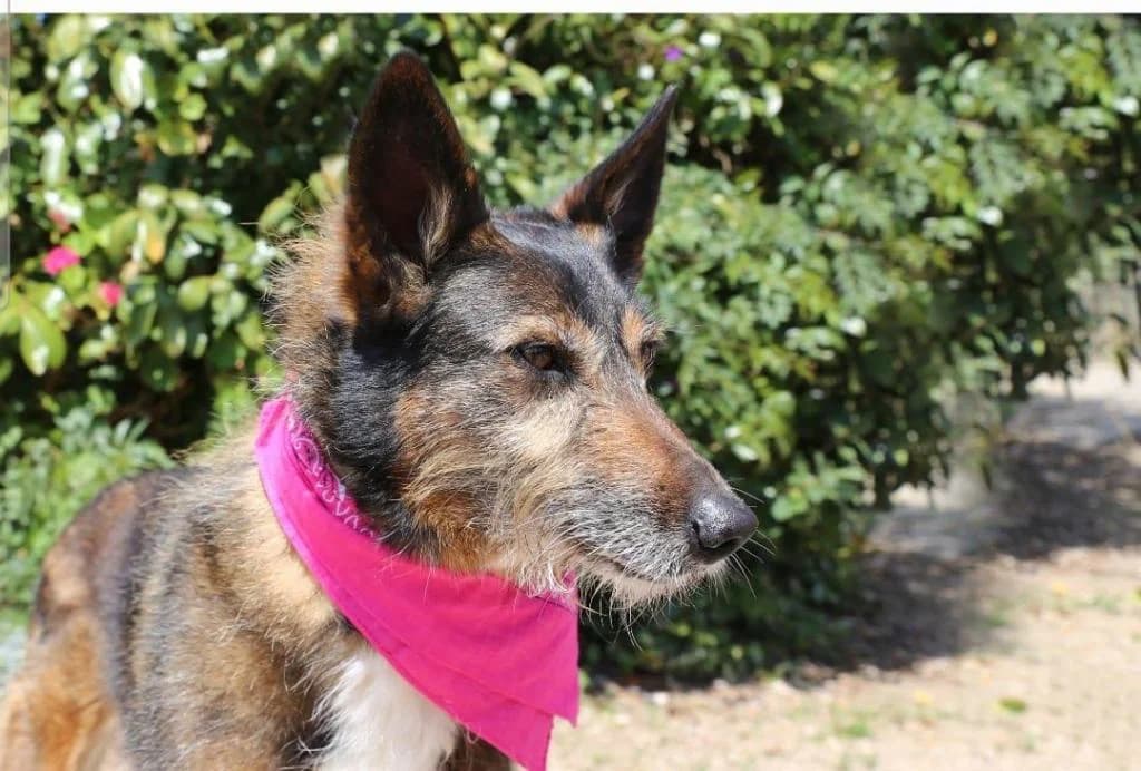 PETIFYC10341 photo 7