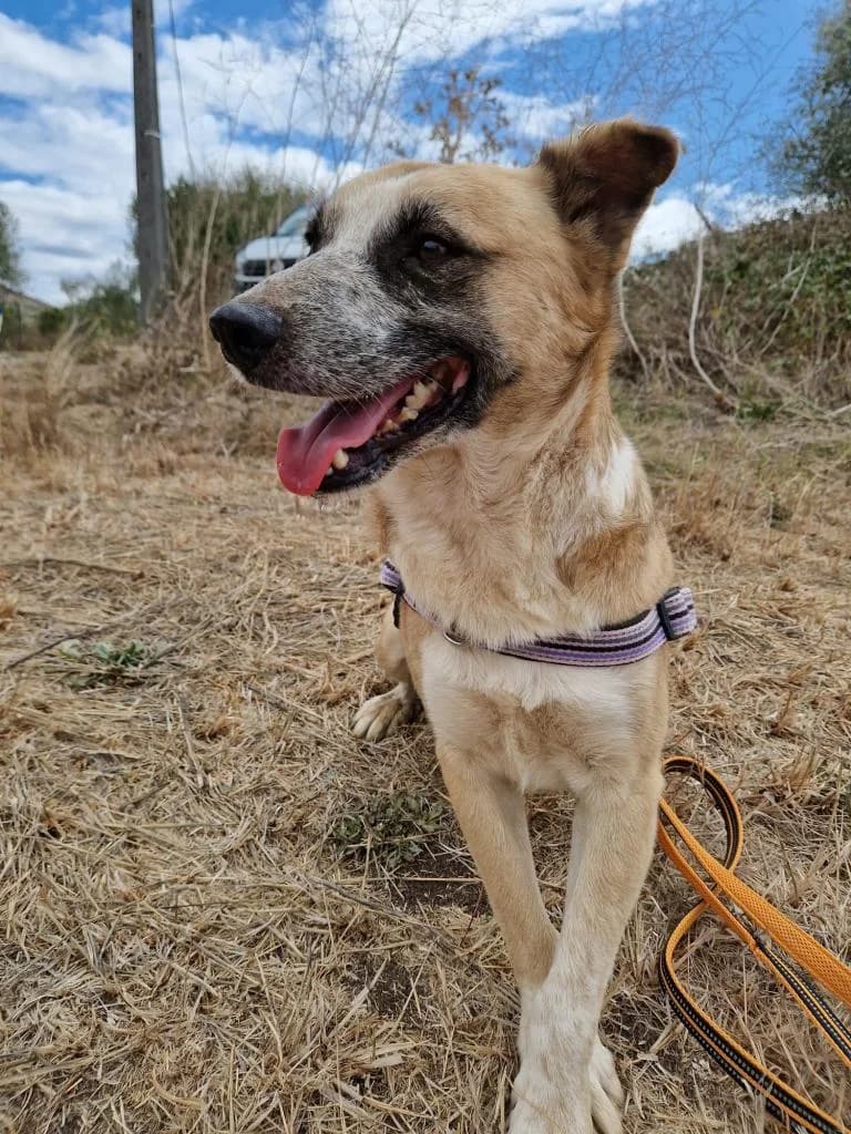 PETIFYC10343 photo 3