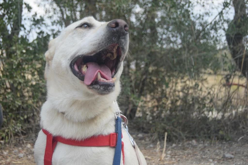 PETIFYC10344 photo 3