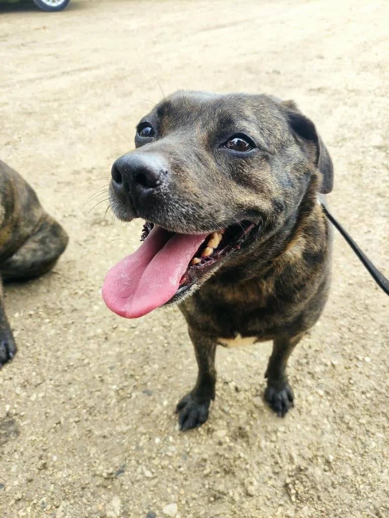 PETIFYC10345 photo 5