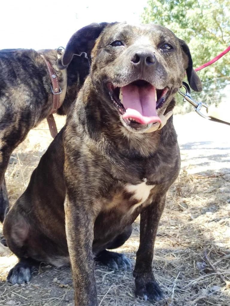 PETIFYC10345 photo 6