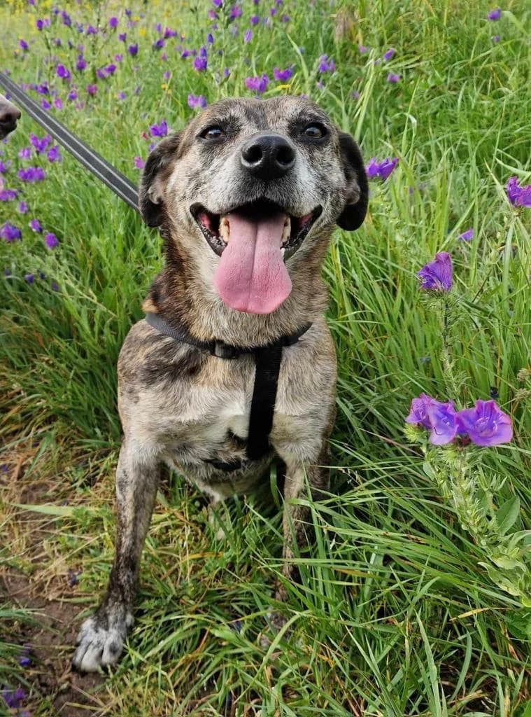 PETIFYC10346 photo 2