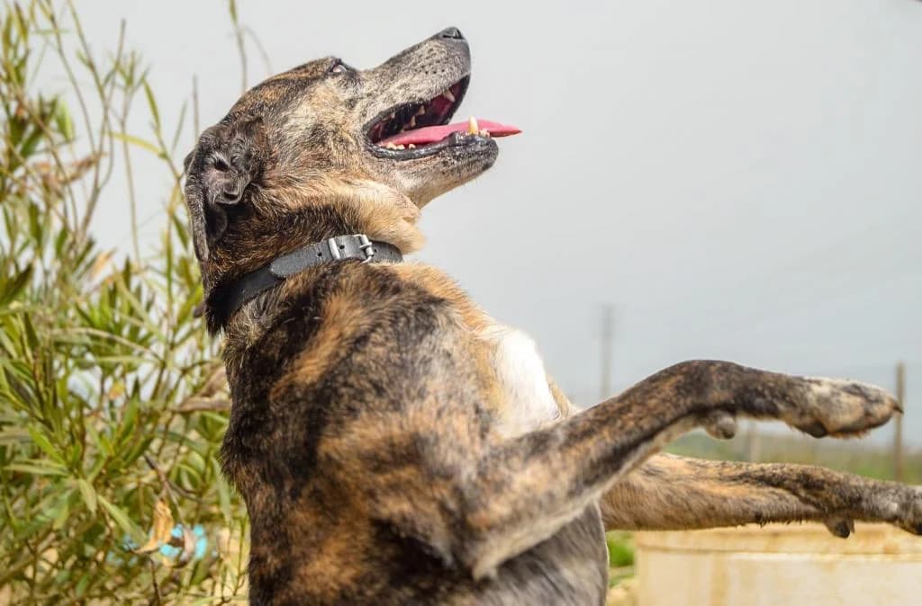 PETIFYC10346 photo 4