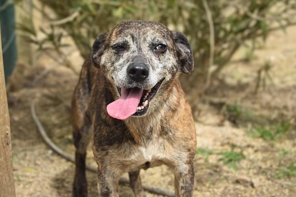 PETIFYC10346 photo 5