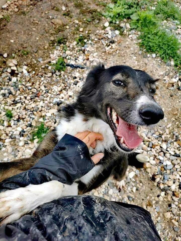 PETIFYC10347 photo 2